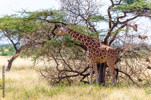 Somalia giraffes eat the leaves of acacia trees