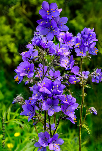 Polemonium caeruleum or Jacob's Ladder or Greek valerian  - medicinal herb, wild blue flowers in forest close up. Therapeutic effect of this plant is 8-10 times stronger than valerian. photo