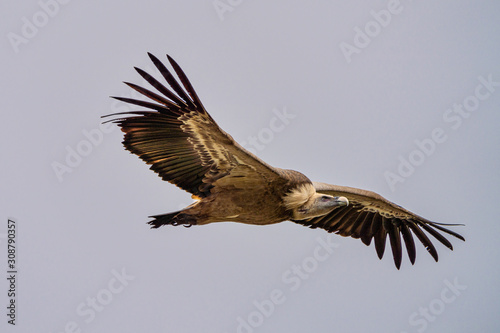 Griffon vulture, Gyps fulvus in Monfrague National Park. Extremadura, Spain © rudiernst