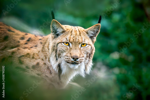 Lynx looks with predatory eyes from the shelter, hidden in the forest while walking.
