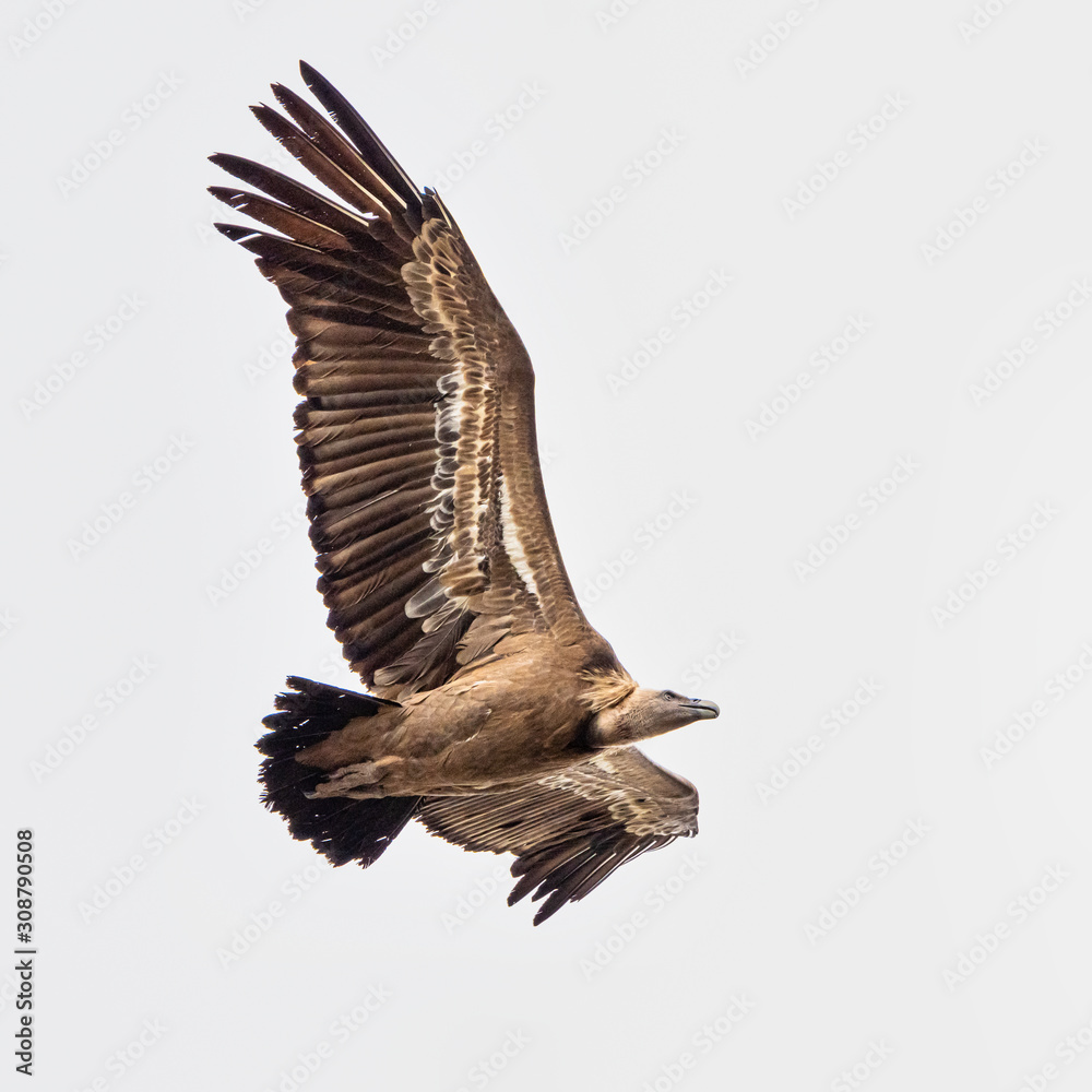 Fototapeta premium Griffon vulture, Gyps fulvus in Monfrague National Park. Extremadura, Spain
