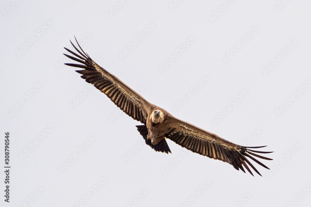 Fototapeta premium Griffon vulture, Gyps fulvus in Monfrague National Park. Extremadura, Spain