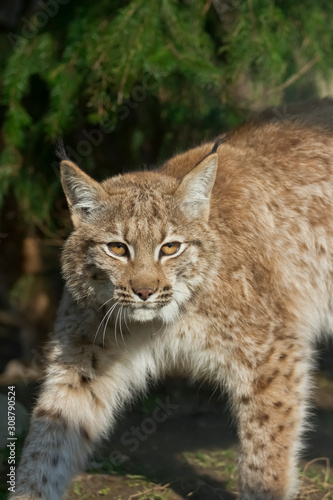 Lynx looks with predatory eyes from the shelter, hidden in the forest while walking.
