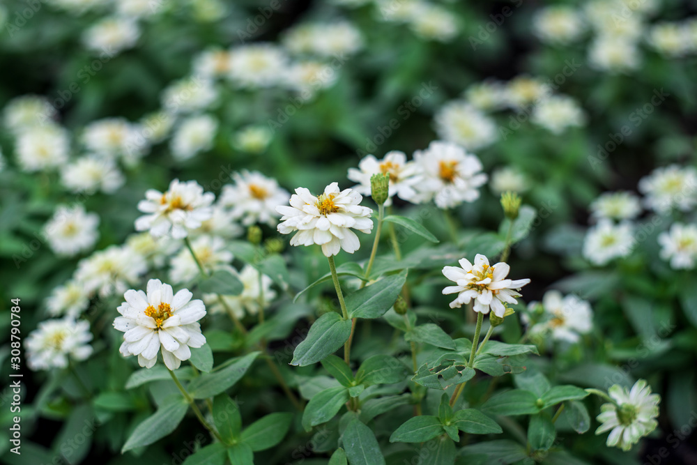 Photos of white flowers in nature