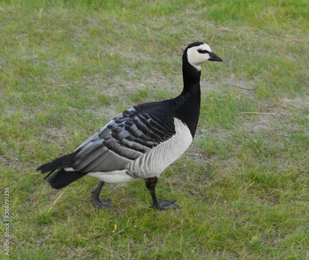 Barnacle goose (Branta leucopsis) on grass. Helsinki, Finland Barnacle goose (Branta leucopsis) on grass. Helsinki, Finland