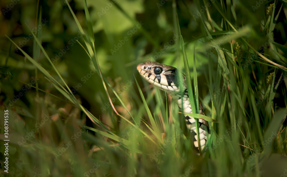 Obraz premium The grass snake Natrix natrix, snake hides in the grass and is on the hunt.