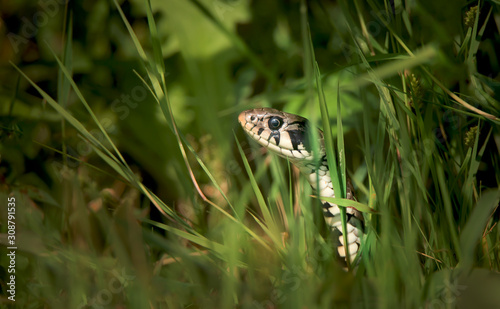 The grass snake Natrix natrix, snake hides in the grass and is on the hunt. photo