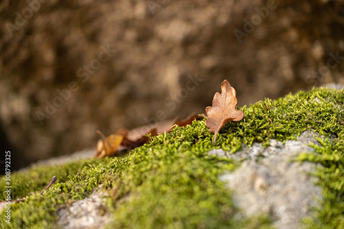 Leaf on moss in autumn