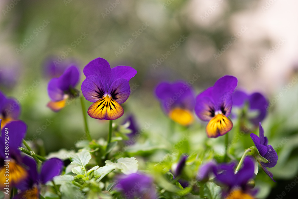 Winter coloful flowers Winter coloful flowers