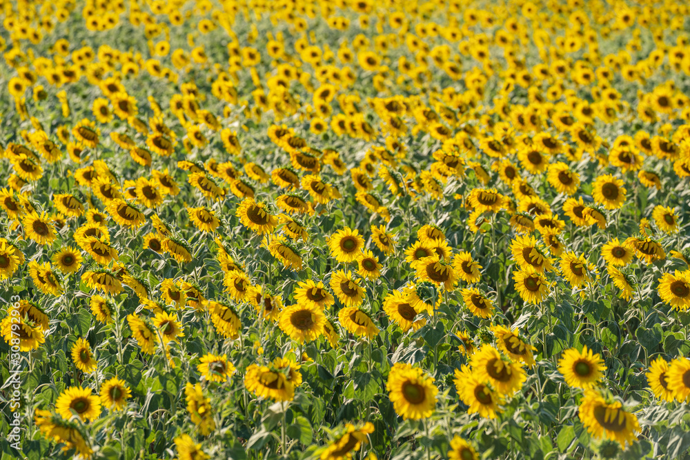 Sunflower garden, Aerial top view, background with beautiful yellow flower in thailand Sunflower garden, Aerial top view, background with beautiful yellow flower in thailand