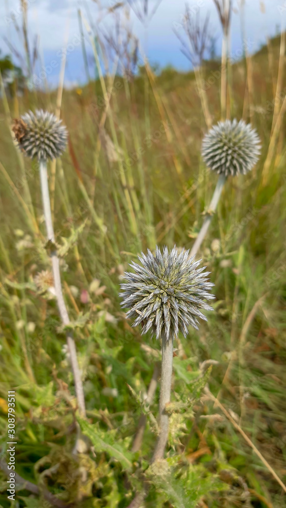 Globe thistle Echinops ritro member of the Aster family Globe thistle Echinops ritro member of the Aster family