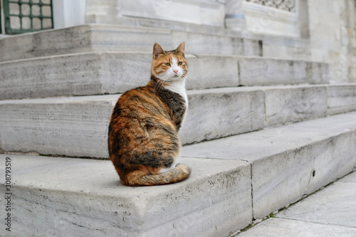 Colorful cat seats on concrete stairs