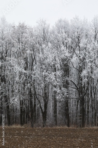 Winter trees in the forest © Gudellaphoto