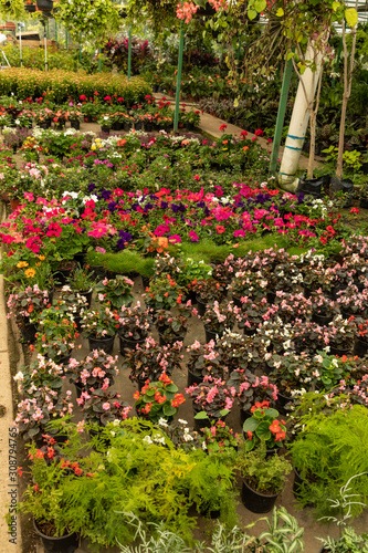 Greenhouse full of green plants.