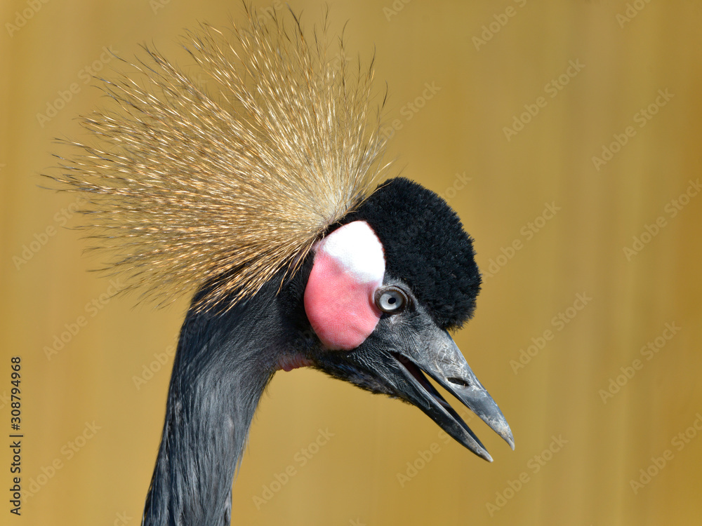 Fototapeta premium Profile portrait of Black Crowned Crane (Balearica pavonina) with open beak