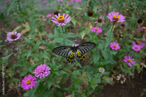 butterfly flying