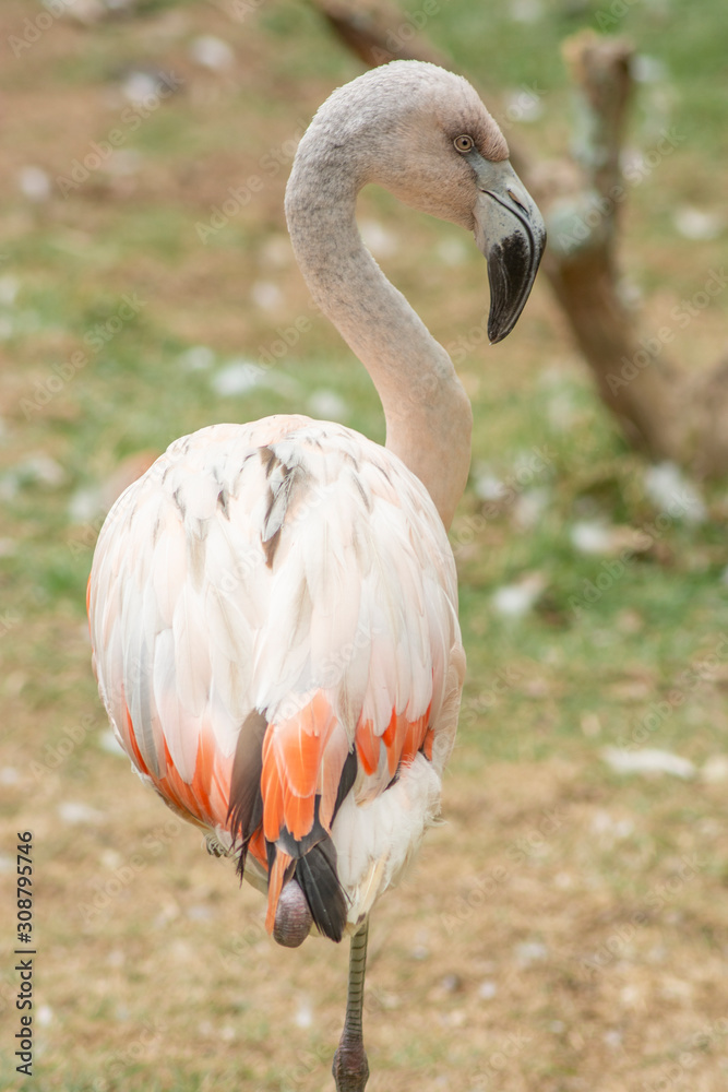 Fototapeta premium Pink flamingo standing on one leg