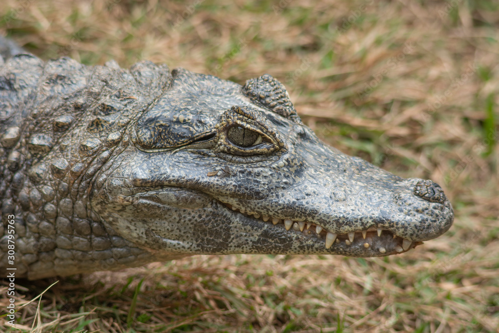 Fototapeta premium Portrait of a South America alligator head