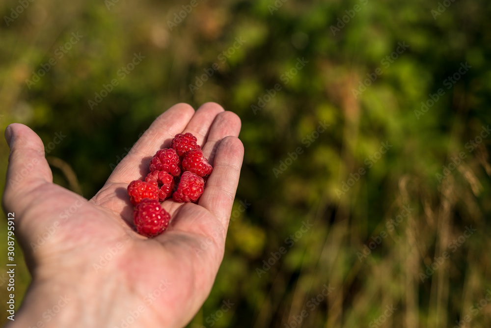 wild raspberry in hand wild raspberry in hand