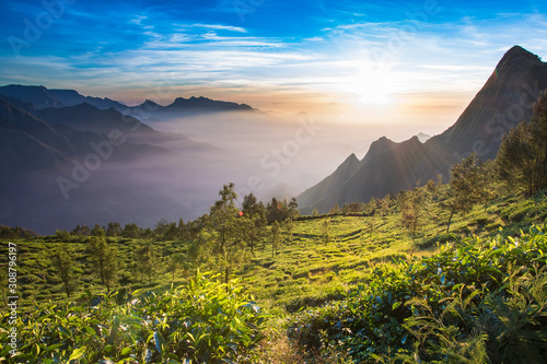 Photography Photo of tea plantation at sunrise