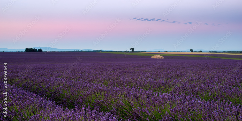 Fototapeta premium Lavender 44