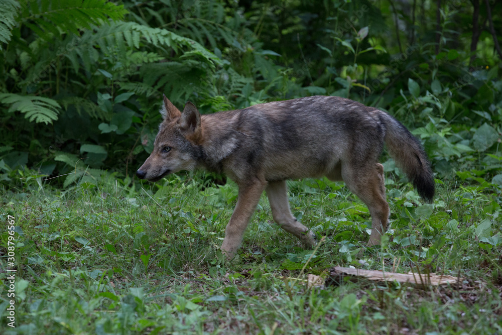 Young Red wolf Young Red wolf