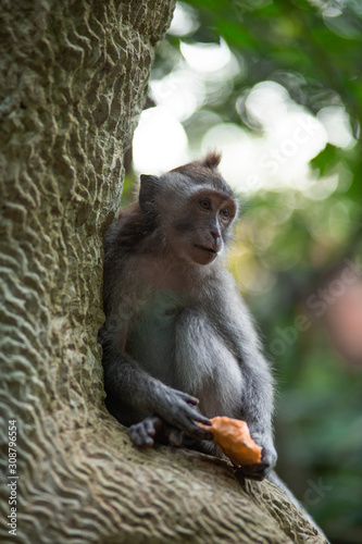 Monkeys and monkey family in the rainforest. Cubs with their parents. Funny and wild animals