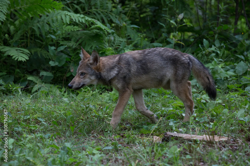 Young Red wolf 