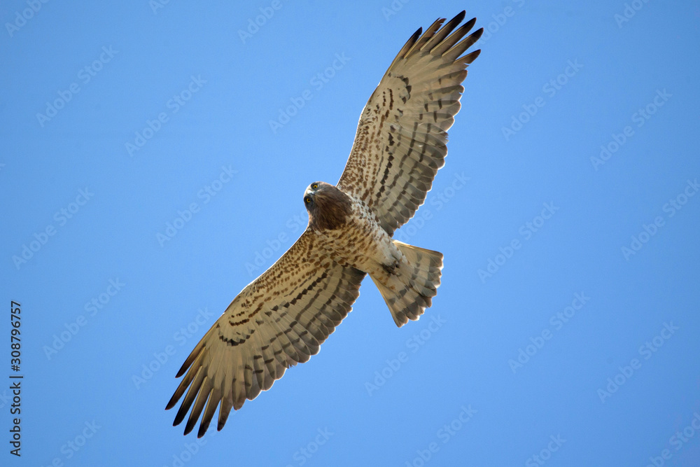 Fototapeta premium Short-toed snake eagle