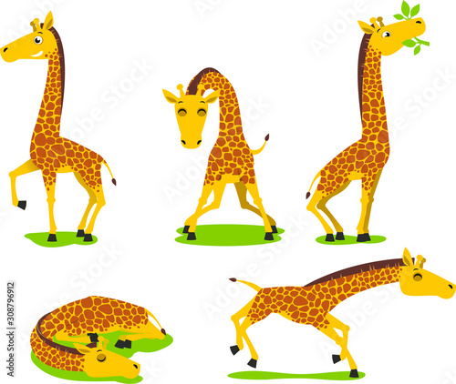 Photography giraffe