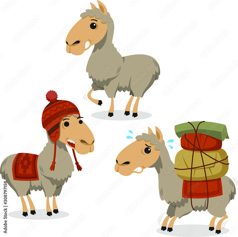 Fototapeta premium llama