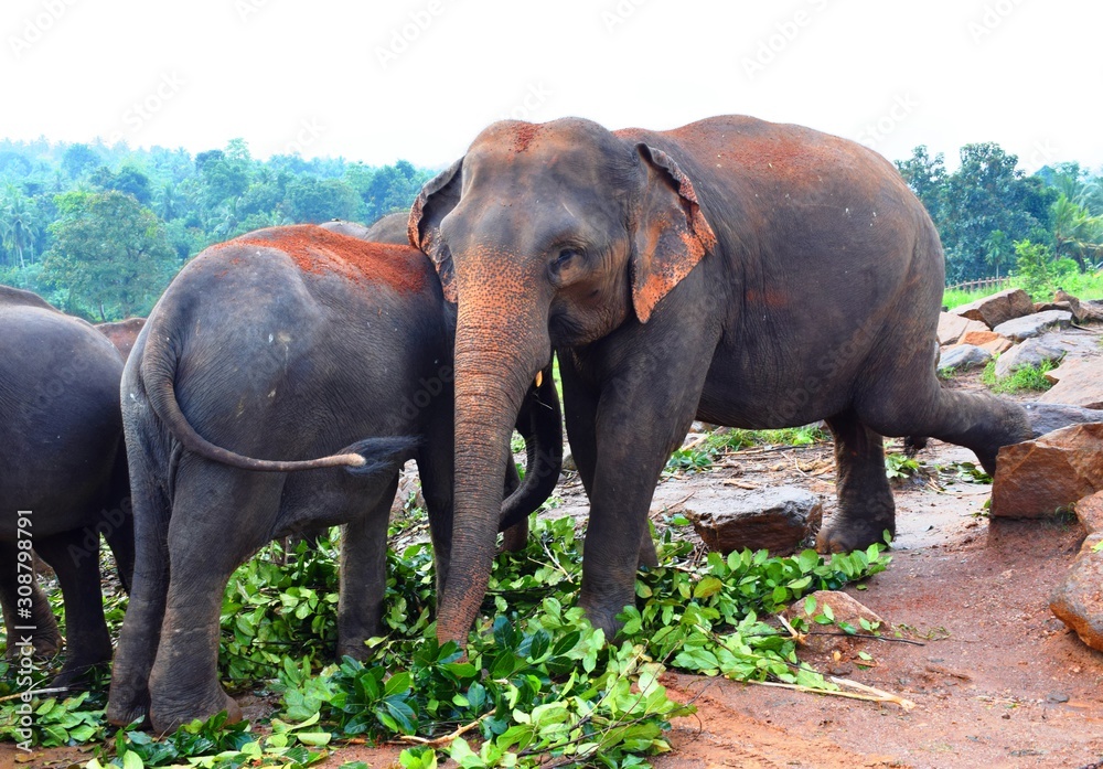 The Asian elephant is the largest living land animal in Asia. Stock Photo |  Adobe Stock