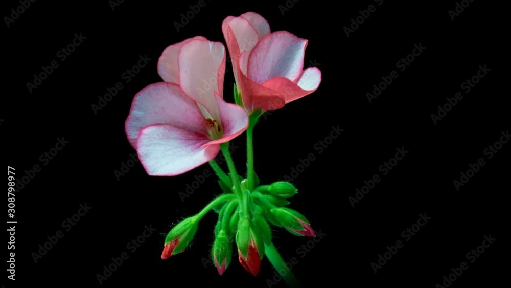 Macro timelapse video of pink geranium flowers opening. Macro timelapse video of pink geranium flowers opening.