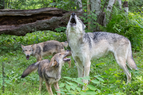 Howling Male wolf with pups 