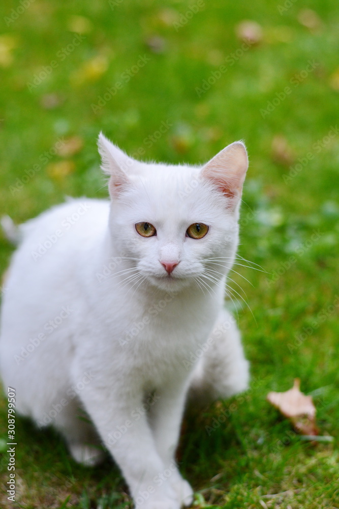 Portrait of Beautiful pure white cat.