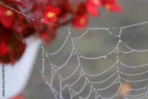 Very shallow depth of field shows just one strand of a spider's web clearly in focus, pearled with beads of dew and a red plant blurred in the background, bokeh