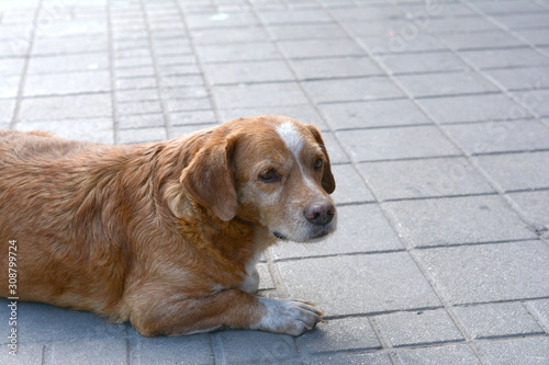 Homeless abandoned dog on the street. Portrait of dog.