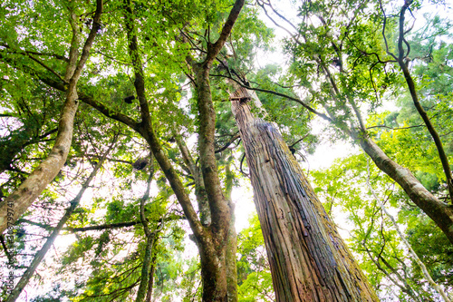 A cedar tree called 