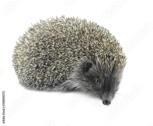 Hedgehog isolated on white background