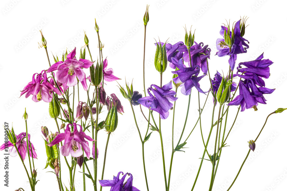 Flowers of Aquilegia isolated on a white background Flowers of Aquilegia isolated on a white background