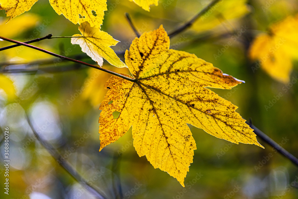 Fototapeta premium Ahornblätter im Herbst
