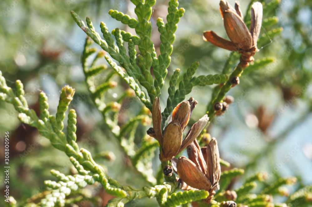 Fototapeta premium Juniper branches close up. Evergreen juniper plant, cypress branches, leaves with seeds close-up. Garden ornamental shrub, tree. Bright beautiful floral, botanical macro background. Photo, bitmap