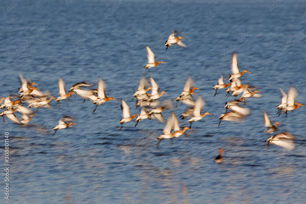 black-tailed godwits in flight