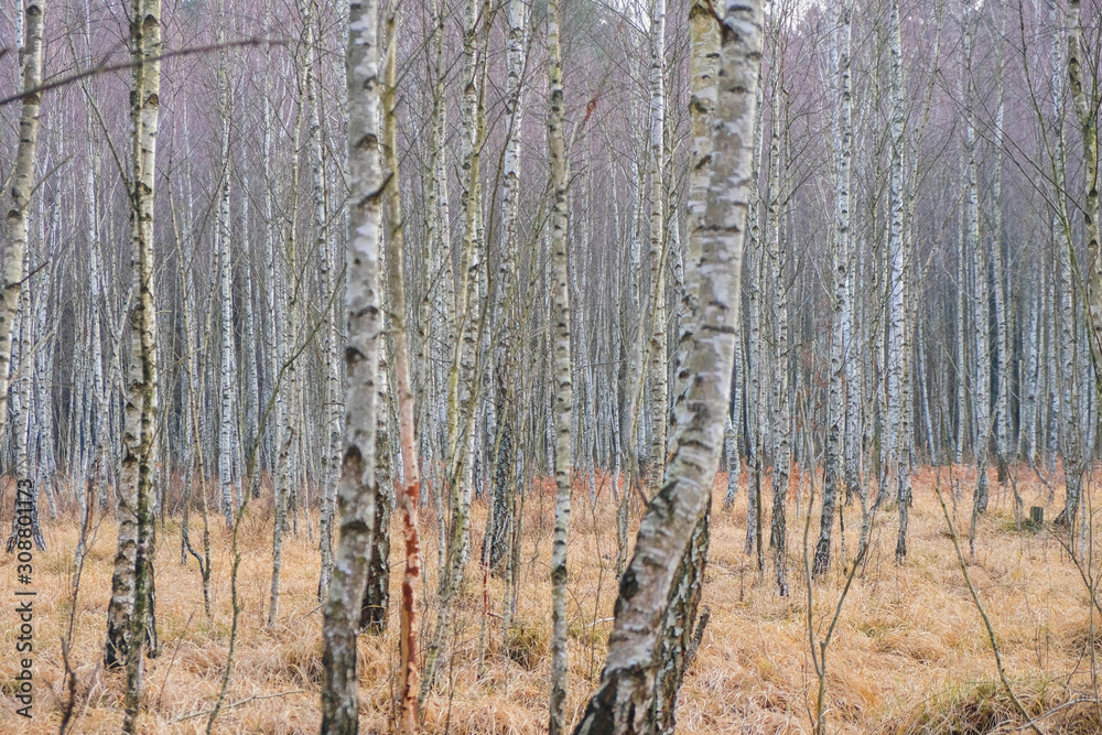 Fototapeta premium Blurred birch forest background. Pink Lavender Color and Light Gold Color
