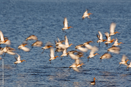 black-tailed godwits in flight