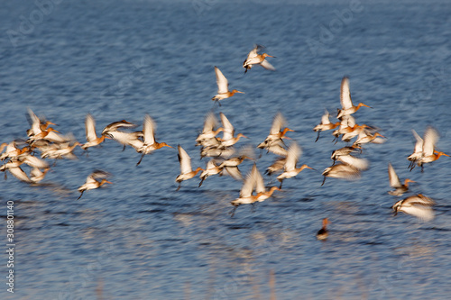 black-tailed godwits in flight