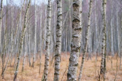 Blurred birch forest background. Pink Lavender Color and Light Gold Color.