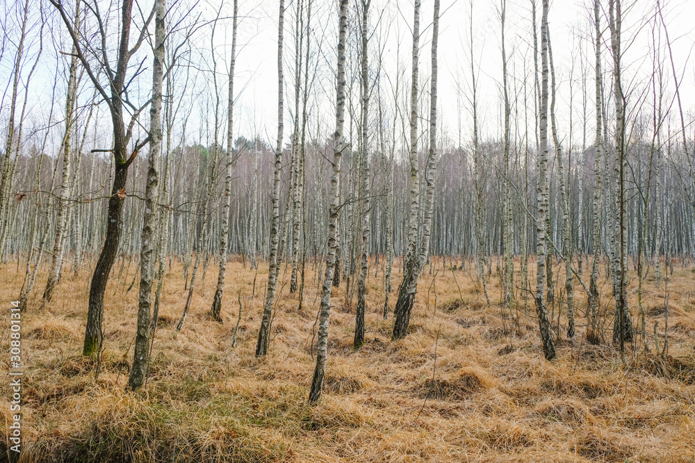 Young birch forest in winter in Ukraine. Pink Lavender Color and Light Gold Color. Young birch forest in winter in Ukraine. Pink Lavender Color and Light Gold Color.