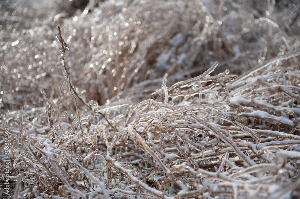 Branches are in ice in winter Branches are in ice in winter