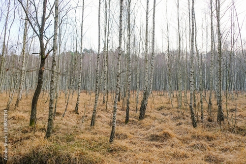 Young birch forest in winter in Ukraine. Pink Lavender Color and Light Gold Color.
